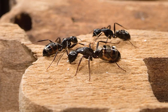 Ant Control Vancouver for Homes & Businesses