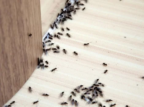 Before Treatment - Ant Control Vancouver