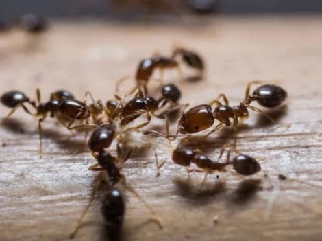 After Treatment - Ant Control Vancouver