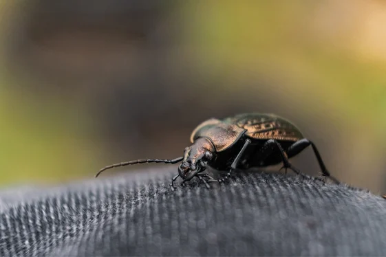 Put The Focus On Active Bed Bugs