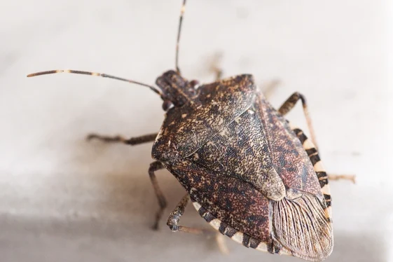Bed Bug Treatment Burnaby for Homes & Businesses