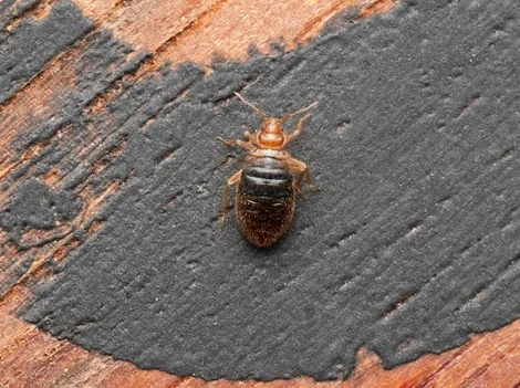 Before Treatment - Bed Bug Treatment Burnaby