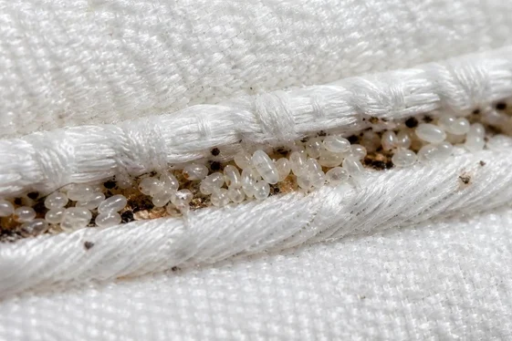 Bed Bug Treatment Chilliwack for Local Properties
