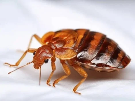 Before Treatment - Bed Bug Treatment Chilliwack