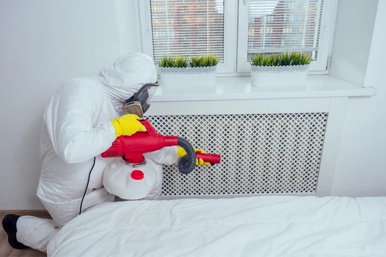 Deal With The Areas Bed Bugs Use