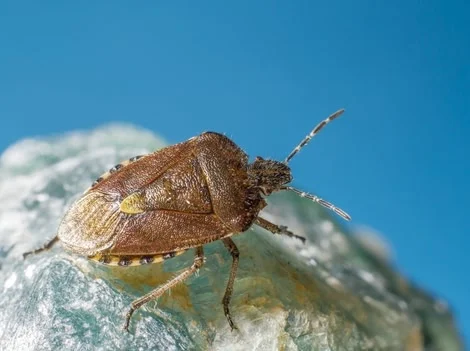 Before Treatment - Bed Bug Treatment Company New Westminster