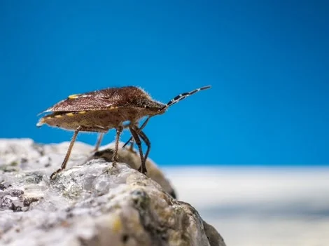 Before Treatment - Bed Bug Treatment Coquitlam