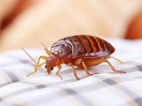 Before Treatment - Bed Bug Treatment Maple Ridge