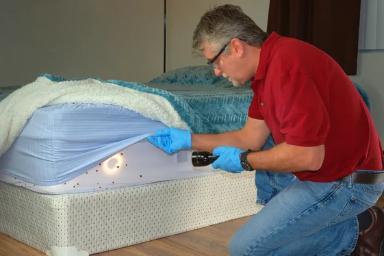 Bed Bug Treatment Surrey for Homes and Businesses