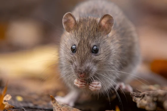 Keep Rodents Out Of Your Workday