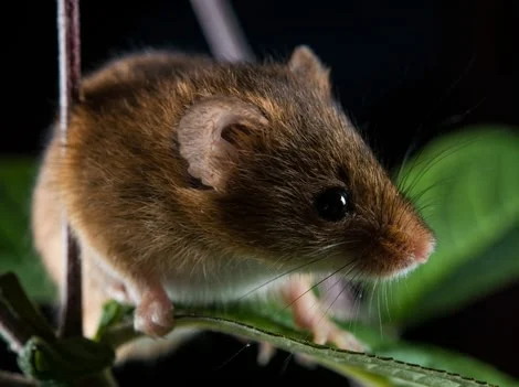 Before - Best Commercial Rodent Control Services Delta