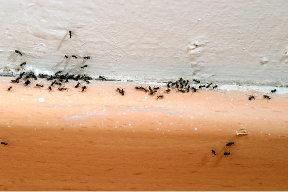 Focus On Where The Ants Are