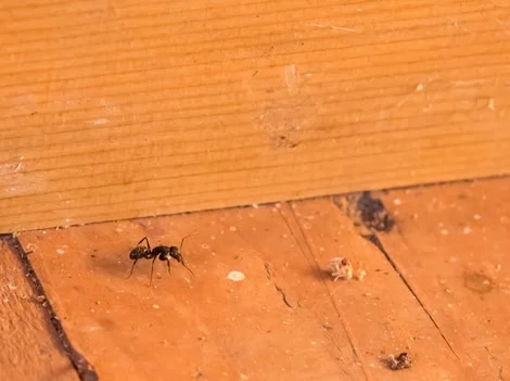 Find Active Areas - Carpenter Ant Infestation Treatment Abbotsford