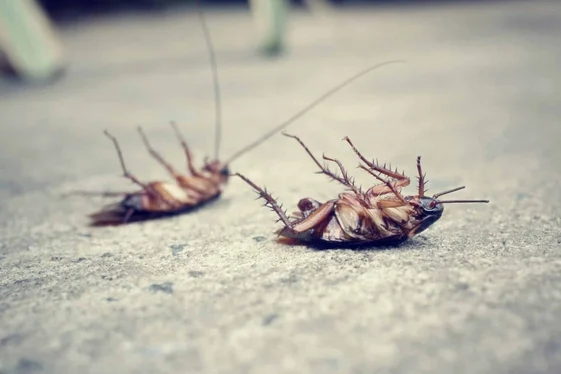 Cockroach Control Burnaby for Homes and Businesses