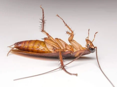 Before Treatment - Cockroach Control Burnaby