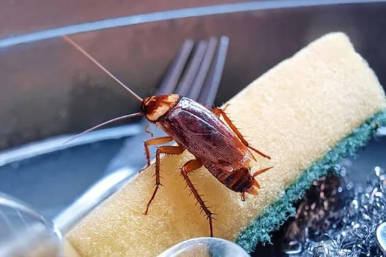 Cockroach Control Coquitlam for Residential & Commercial Properties