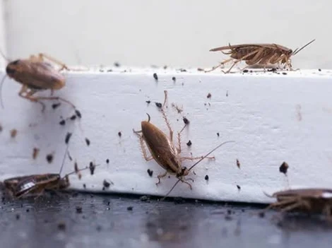 Before Treatment - Cockroach Control Coquitlam