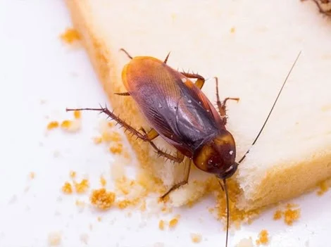 After Treatment - Cockroach Control Coquitlam