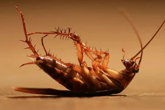 Cockroach Control Richmond for Homes and Businesses