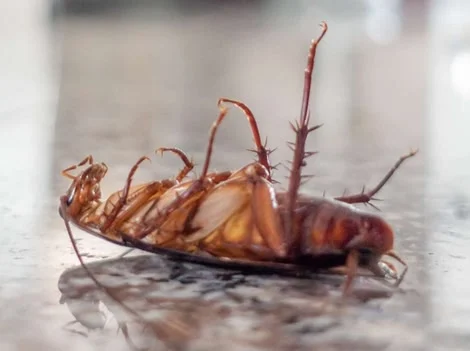 Before Treatment - Cockroach Control Richmond