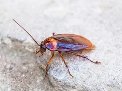 After Treatment - Cockroach Control Richmond