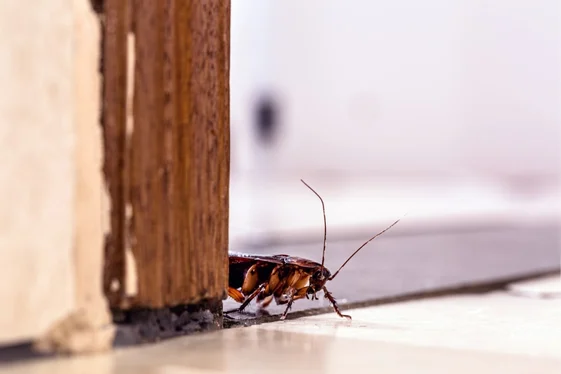 Cockroach Control Surrey for Homes and Businesses