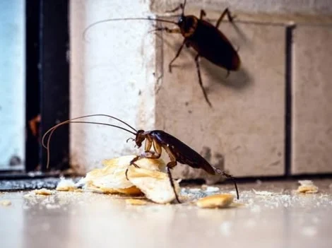 Before Treatment - Cockroach Control Surrey