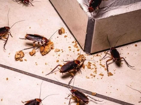 After Treatment - Cockroach Control Surrey