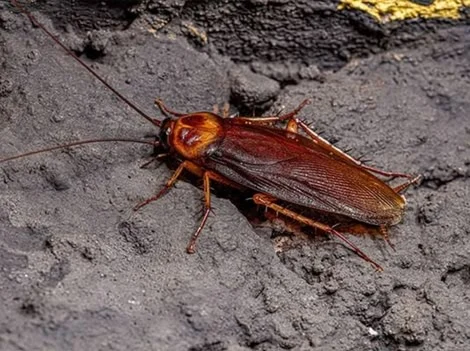 After Treatment - Cockroach Control Vancouver