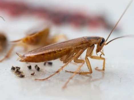 After - Cockroach Exterminator Treatment Services Surrey