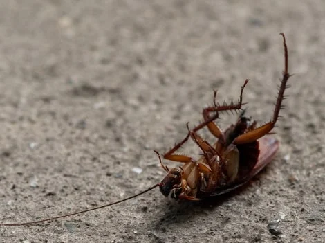 Find The Signs - Cockroach Infestation Inspection Services Chilliwack