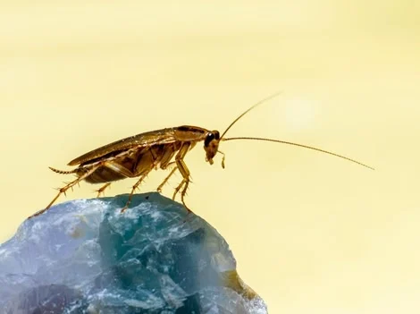 Know The Area - Cockroach Infestation Inspection Services Chilliwack