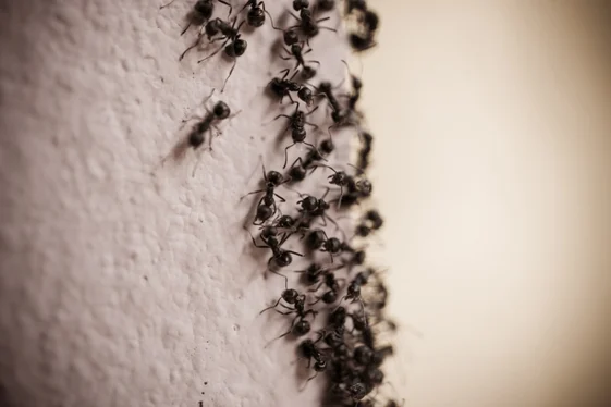 Stop Carpenter Ants From Causing More Trouble