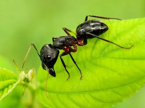 Before - Emergency Carpenter Ant Treatment Services Surrey