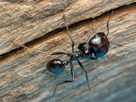 After - Emergency Carpenter Ant Treatment Services Surrey