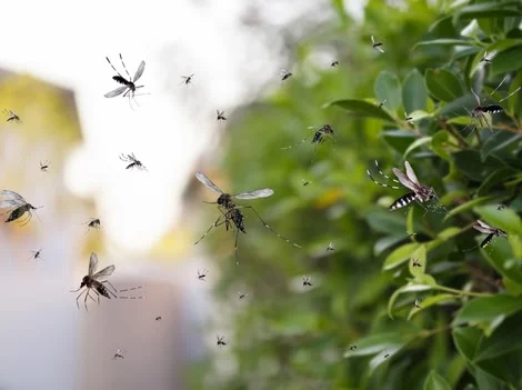 Before - Emergency Mosquito Control Services Coquitlam