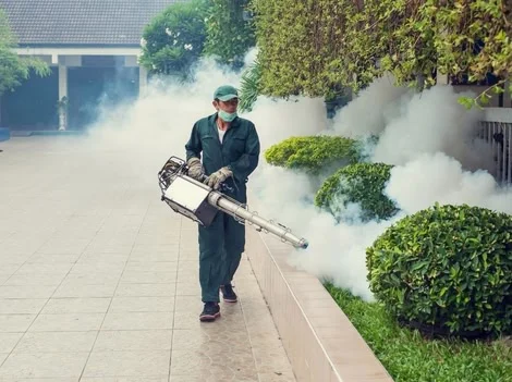 After - Emergency Mosquito Control Services Coquitlam