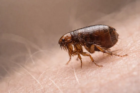 Give Fleas Fewer Places To Remain