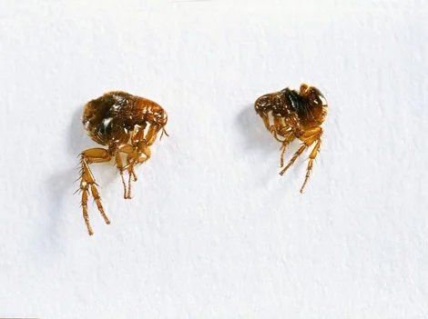 Before - Flea Treatment After Pet Infestation Surrey