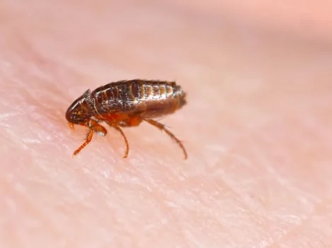 After - Flea Treatment After Pet Infestation Surrey