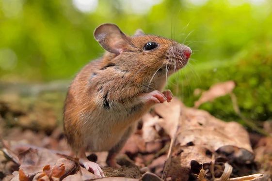 Mouse Control Surrey for Homes and Businesses