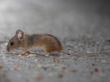 Before Treatment - Mouse Control Surrey