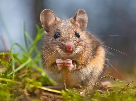 After Treatment - Mouse Control Surrey