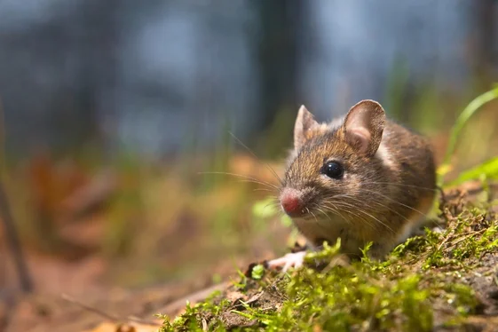Mouse Control Vancouver for Homes & Businesses