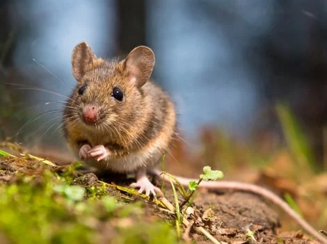Before Treatment - Mouse Control Vancouver
