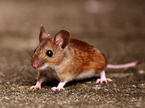 After Treatment - Mouse Control Vancouver