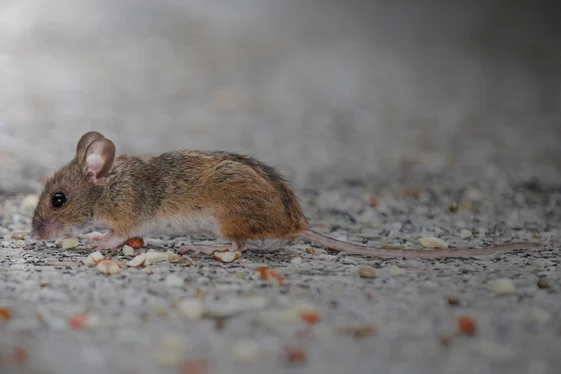 Find The Clues Behind Mouse Activity