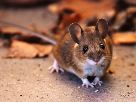 Before - Mouse Infestation Inspection Services Surrey