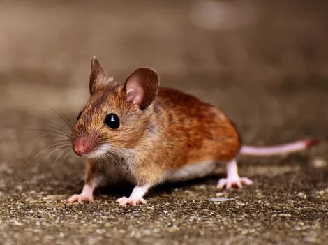 After - Mouse Infestation Inspection Services Surrey