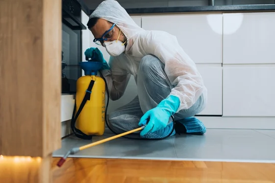 Pest Control Chilliwack for Local Properties